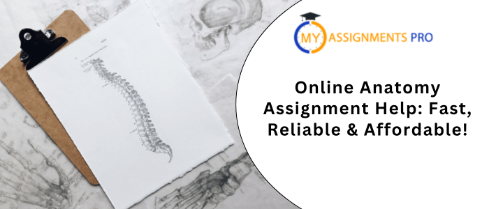 Online Anatomy Assignment Help Fast, Reliable & Affordable!